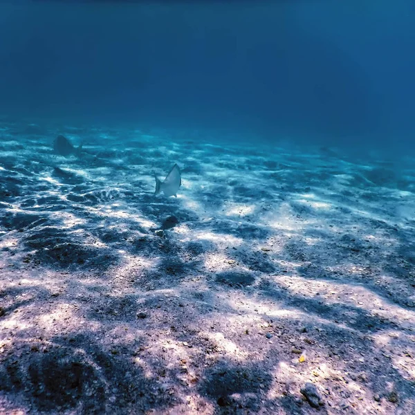 砂浜海底 海の生活 水中の背景 — ストック写真