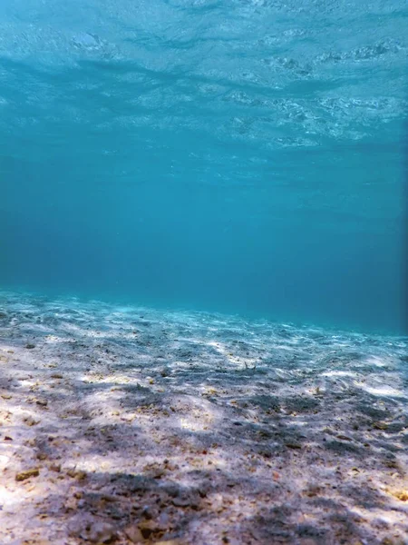 Морская Жизнь Подводный Фон — стоковое фото