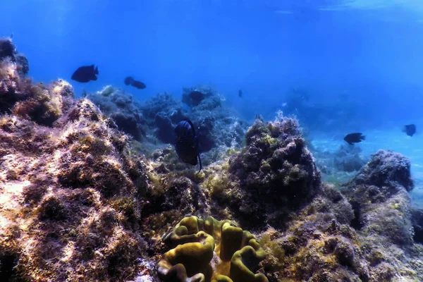 Arrecife Paisaje Submarino Con Algas Fondo Submarino Azul —  Fotos de Stock