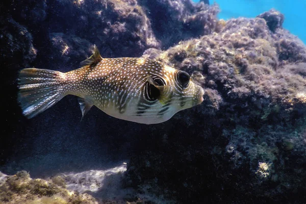 Puffer Maculato Bianco Subacqueo Arothron Hispidus Vita Marina — Foto Stock