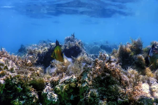 Underwater Landscape Reef Algae Blue Underwater Background — Stock Photo, Image