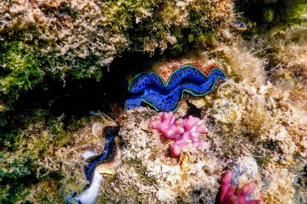 Maxima Venusmuschel Tridacna Maxima Unterwasser Meereslebewesen — Stockfoto