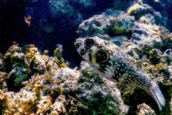 Altında Beyaz Lekeli Kirpi Arothron Hispidus Deniz Yaşamı — Stok fotoğraf