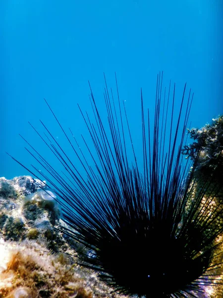 Common Long Spined Sea Urchin Diadema Antillarum Pod Vodou Mořský — Stock fotografie