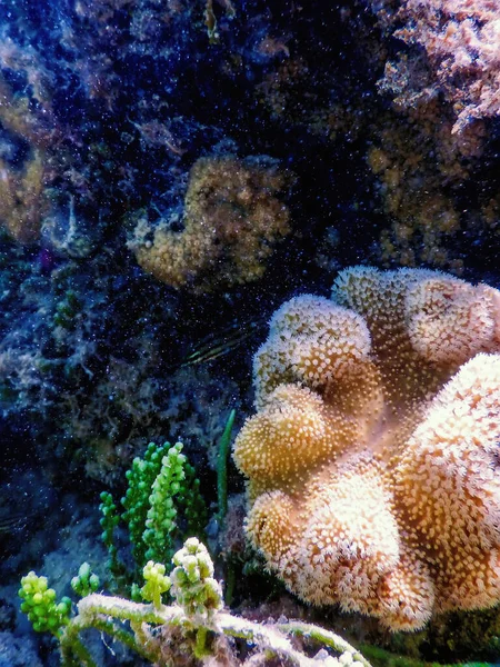 Polyps Coral Underwater Landscape Reef Blue Underwater Background — Stock Photo, Image