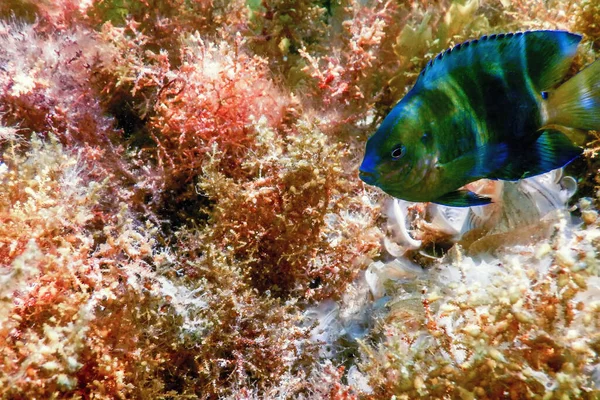 Dusky Gregory Underwater Stegastes Nigricans Marine Life — 스톡 사진