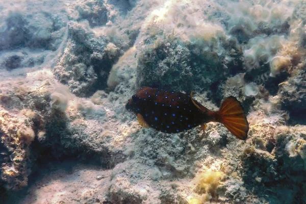 Sarı Boxfish Ostracion Cubicus Altı Deniz Yaşamı — Stok fotoğraf