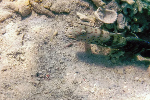 Gespikkelde Garnalengrondel Amblyeleotris Guttata Onder Water Zeeleven — Stockfoto