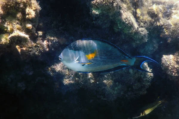 Sohal Surgeonfish Sohal Tang Acanthurus Sohal Mořský Život — Stock fotografie