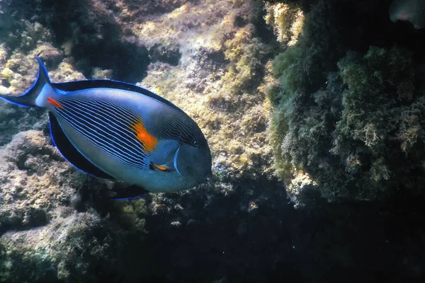 Sohal Surgeonfish Sohal Tang Acanthurus Sohal Θαλάσσια Ζωή — Φωτογραφία Αρχείου