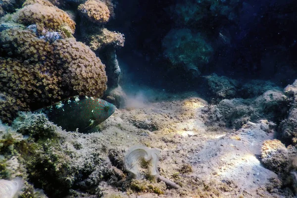 Abudjubbe Wrasse Cheilinus Abudjubbe Subaquático Vida Marinha — Fotografia de Stock