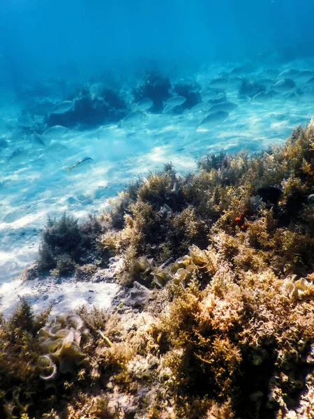 藻と水中の風景サンゴ礁 青い水中の背景 — ストック写真