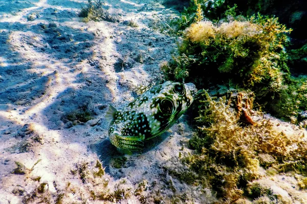 Weißfleckiger Kugelfisch Unterwasser Arothron Hispidus Meereslebewesen — Stockfoto