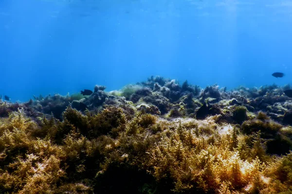 Algen Algen Unter Wasser Algen Flaches Wasser Oberflächennähe — Stockfoto