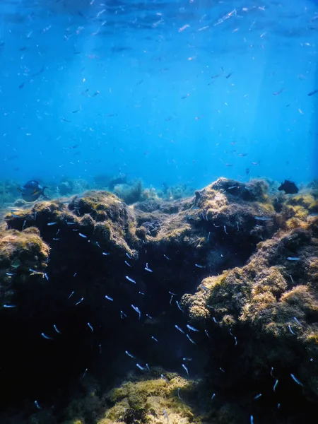 Υποβρύχια Ύφαλος Τοπίο Άλγη Μπλε Υποβρύχιο Φόντο — Φωτογραφία Αρχείου
