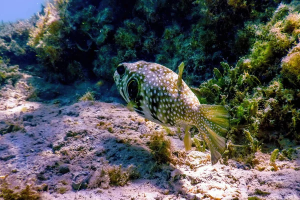 Weißfleckiger Kugelfisch Unterwasser Arothron Hispidus Meereslebewesen — Stockfoto