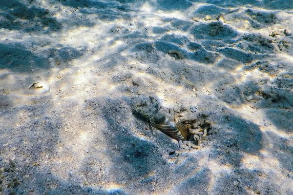 Пятнистый Креветка Goby Amblyeleotris Guttata Водой Морской Жизни — стоковое фото