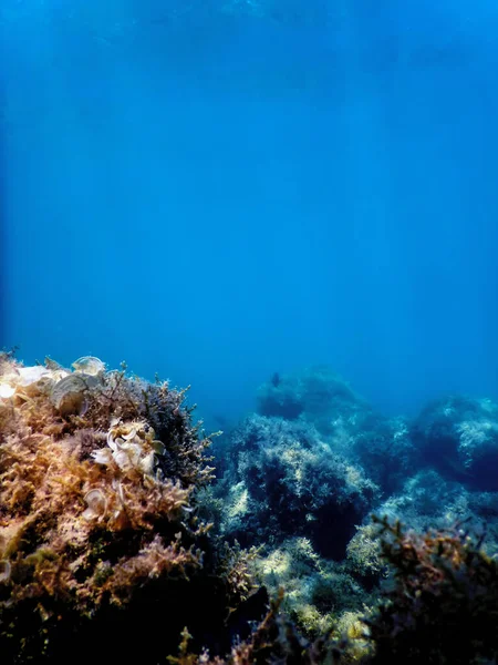 Barriera Corallina Subacquea Con Alghe Sfondo Blu Subacqueo — Foto Stock