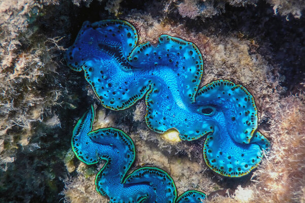 Подводная, морская жизнь (Tridacna maxima)