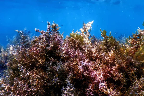 Φύκια Υπόγεια Ύδατα Ρηχά Νερά Κοντά Στην Επιφάνεια — Φωτογραφία Αρχείου