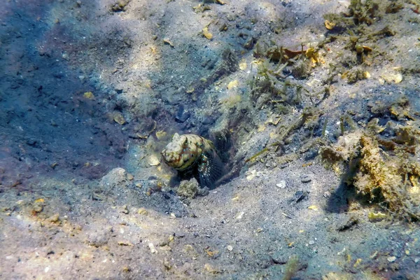 Плямистий Креветок Amblyeleotris Guttata Під Водою Морське Життя — стокове фото