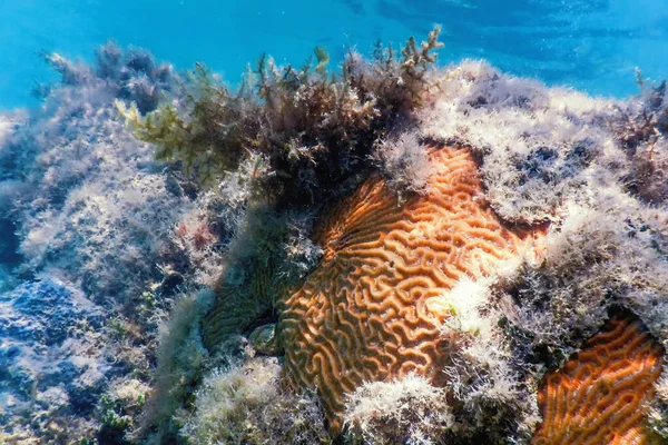 Coral Cerebral Fundo Mar Vida Marinha — Fotografia de Stock