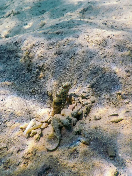 Camarão Manchado Amblyeleotris Guttata Subaquático Vida Marinha — Fotografia de Stock