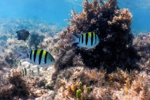 Sierżant Major Fish Abudefduf Saxatilis Podwodne Tło Życie Morskie — Zdjęcie stockowe