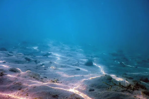 Морская Жизнь Подводный Фон — стоковое фото