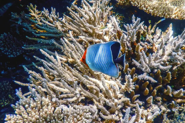 Βουτυρόψαρο Chaetodon Larvatus Κοράλλι Τροπικά Ύδατα Θαλάσσια Ζωή — Φωτογραφία Αρχείου