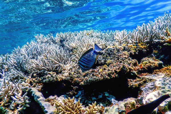 Underwater View Coral Reef Tropical Waters Marine Life — Stock Photo, Image