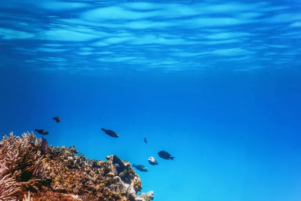 Arrecife Paisaje Submarino Con Algas Fondo Submarino Azul —  Fotos de Stock