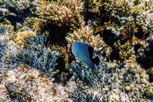 Hooded Butterflyfish Chaetodon Larvatus Koraalvis Tropische Wateren Marine Leven — Stockfoto