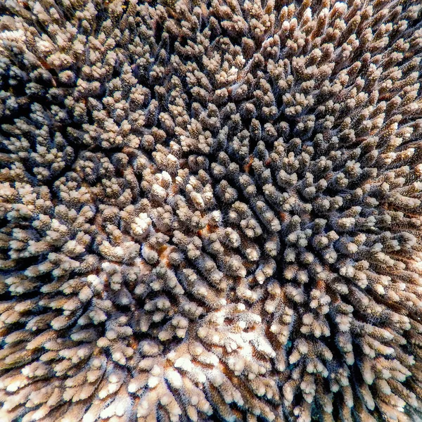 水下珊瑚质感珊瑚礁质感热带水域海洋生物 — 图库照片