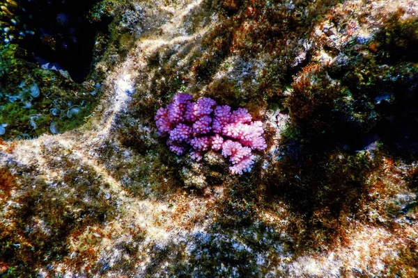 Kap Koraal Glad Bloemkool Koraal Stylophora Pistillata Onderwater Marine Leven — Stockfoto