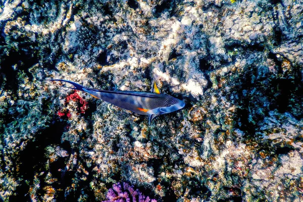 Sohal Surgeonfish Sohal Tang Acanthurus Sohal Życie Morskie — Zdjęcie stockowe
