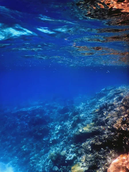 Vista Subaquática Recife Coral Águas Tropicais Vida Marinha — Fotografia de Stock