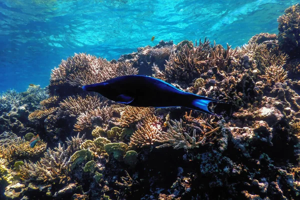 Vue Sous Marine Sur Récif Corallien Eaux Tropicales Vie Marine — Photo