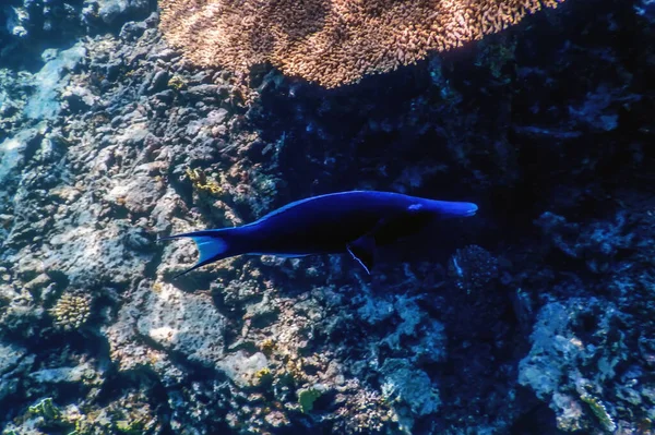 Γαλάζιο Πουλί Wrasse Gomphosus Caeruleus Κοράλλι Τροπικά Ύδατα Θαλάσσια Ζωή — Φωτογραφία Αρχείου