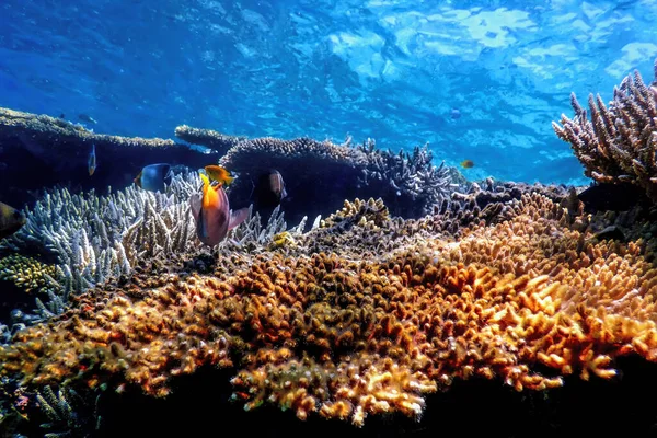 Vista Subaquática Recife Coral Águas Tropicais Vida Marinha — Fotografia de Stock