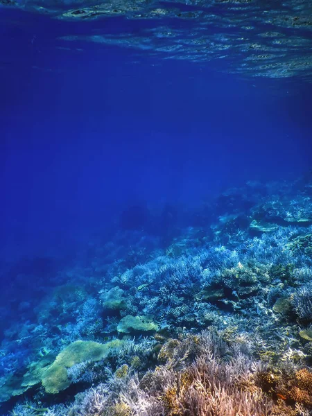 Υποβρύχια Θέα Του Κοραλλιογενή Ύφαλο Τροπικά Νερά Θαλάσσια Ζωή — Φωτογραφία Αρχείου