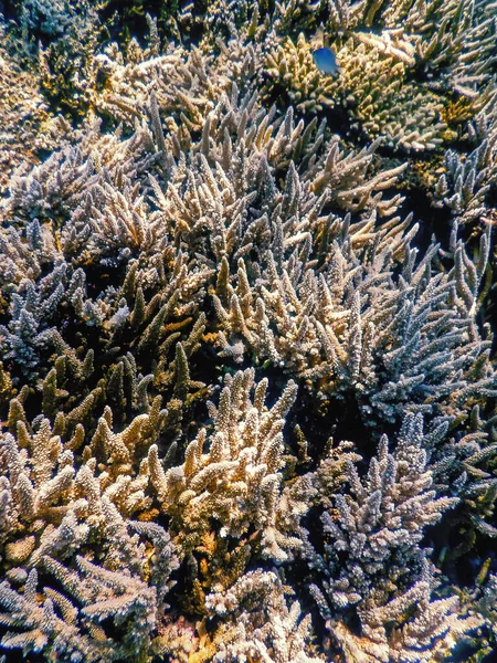 Korall Konsistens Vatten Korallrev Textur Tropiska Vatten Marint Liv — Stockfoto