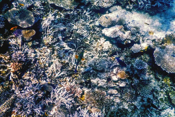 Vistas Submarinas Del Arrecife Coral Aguas Tropicales Vida Marina —  Fotos de Stock