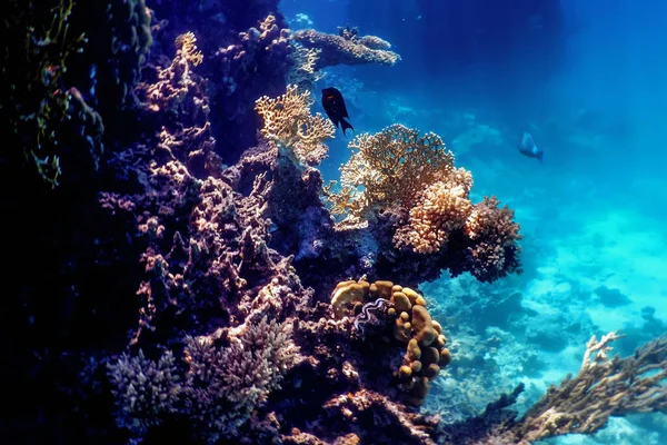 Onderwater Zicht Het Koraalrif Tropische Wateren Marine Leven — Stockfoto