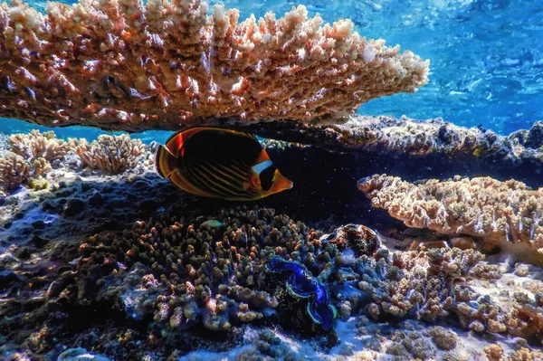 Діагональна Риба Метелик Чаетодон Фассіат Коралова Риба Тропічні Води Морське — стокове фото