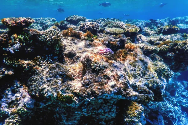 Vista Subaquática Recife Coral Águas Tropicais Vida Marinha — Fotografia de Stock