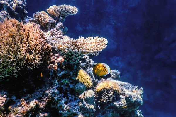 Vista Subaquática Recife Coral Águas Tropicais Vida Marinha — Fotografia de Stock