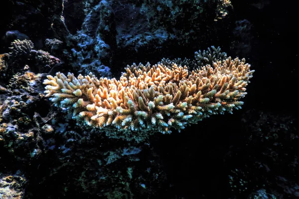 Staghorn Coral Acropora Cervicornis Águas Tropicais Vida Marinha — Fotografia de Stock