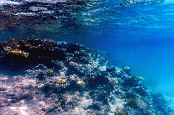 Onderwater Zicht Het Koraalrif Tropische Wateren Marine Leven — Stockfoto