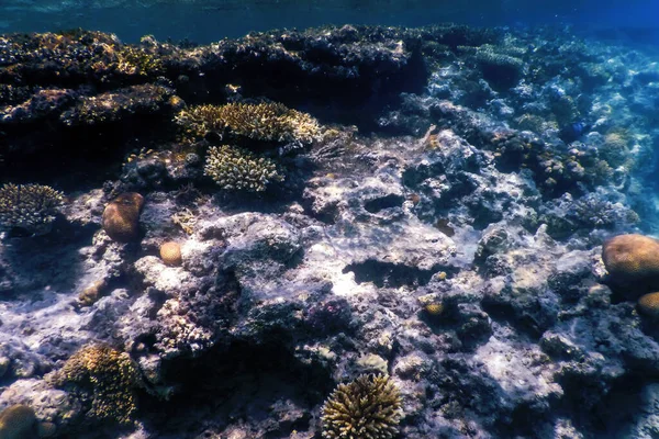 Vista Subacquea Della Barriera Corallina Acque Tropicali Vita Marina — Foto Stock